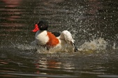 WildLife Photos of Birds, Geese, Ducks & others, Common Shelduck, Tadorna tadorna